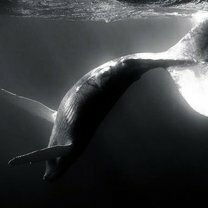 Фото приколы Величественные киты (62 фото)
