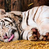 Фото приколы Величественные и красивые белые тигры (24 фото)