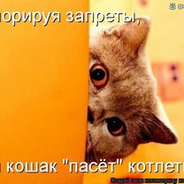 Фото приколы Весёлая котоматрица (30 фото)