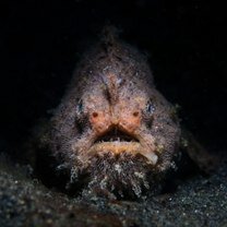 Фото приколы Страшные обитатели океанских глубин