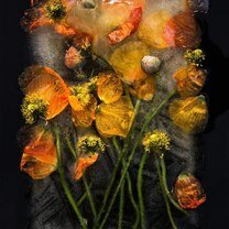 Фото приколы Цветы во льду