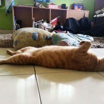Фото приколы Когда кошки смертельно устают