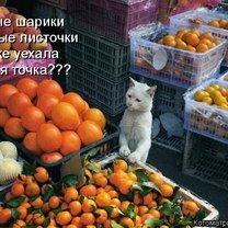 Фото приколы Чудаковатая котоматрица (47 фото)
