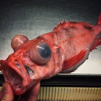 Фото приколы Удивительные глубоководные рыбины (21 фото)