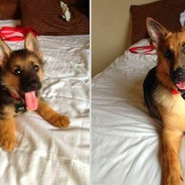 Собаки в прошлом и сейчас фото
