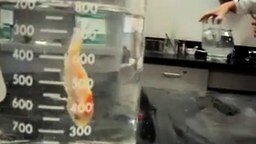 Смотреть Поиздевались над золотой рыбкой