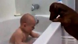 Смотреть Малыш и таксы в ванной