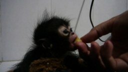 Смотреть Смешная малышка-обезьянка