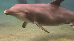 Смотреть Рождение маленького дельфина