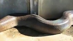 Смотреть Самая большая змея