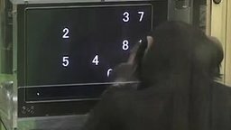 Смотреть Умная шимпанзе