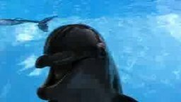 Дельфинчик пародист