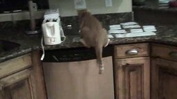 Смотреть Как выгнать кота с кухни