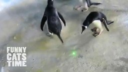 Смотреть Пингвины бегают за лазером