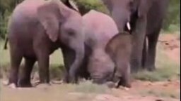 Смотреть Пьяные слоны