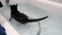 Смотреть Водоплавающий кот