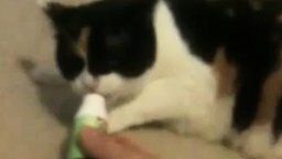 Смотреть Капризный котик принимает лекарство