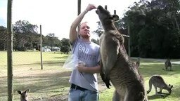 Смотреть А кенгуру огромный!