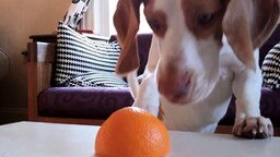 Смотреть Щенок против апельсина