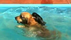 Смотреть Собака прокатила щенка в бассейне