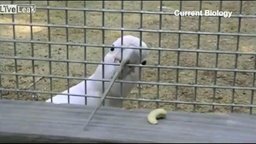 Смотреть Умный попугай Фигаро
