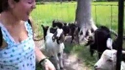 Смотреть Девушка кормит разговорчивого козла