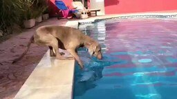Смотреть Пёс и фрисби в бассейне