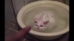 Смотреть Горячая ванна для котяры