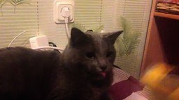 Смотреть Забавный кошачий рефлекс с языком