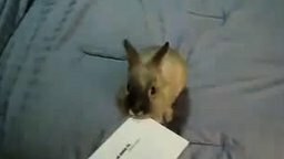 Смотреть Кролик открывает письмо