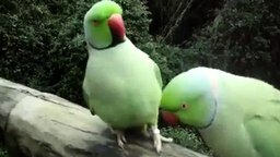 Смотреть Два попугая общаются