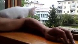 Смотреть Кошка боится за руку хозяина