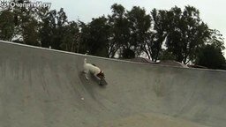 Пёс на скейте