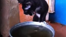 Смотреть Кошка гладит воду