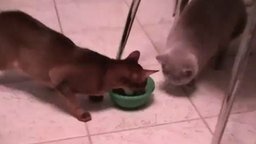 Смотреть Две кошки и одна миска