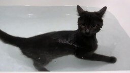 Смотреть Водоплавающий чёрный котик