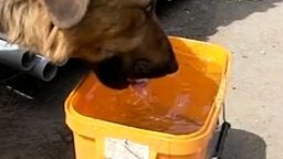 Собака пьёт воду в замедленной съёмке