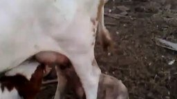 Смотреть Поросёнок сосёт молоко у коровы