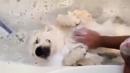 Пёс балдеет в ванной