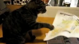 Кот и бумага