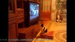 Смотреть Кот смотрит телевизор
