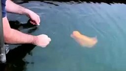 Смотреть Яркая ручная рыбка