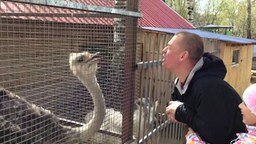 Мужчина общается со страусом