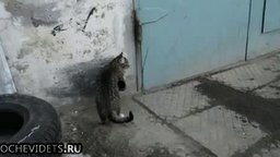Умный кот против трубы