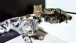 Мама-кошка и её котята