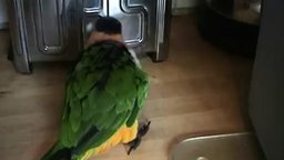 Новый вид танца от попугая