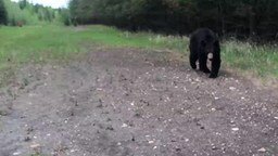 Смотреть Встретили медведя в лесу...