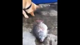 Пёс пытается спасти рыбу
