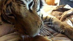 Смотреть С добрым утром, тигра!