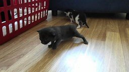 Смотреть Кошачьи малыши впервые на ногах